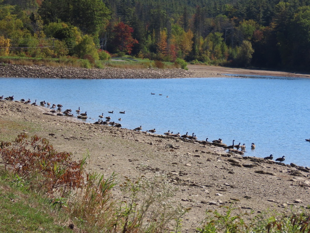 Canada Goose - ML642916462