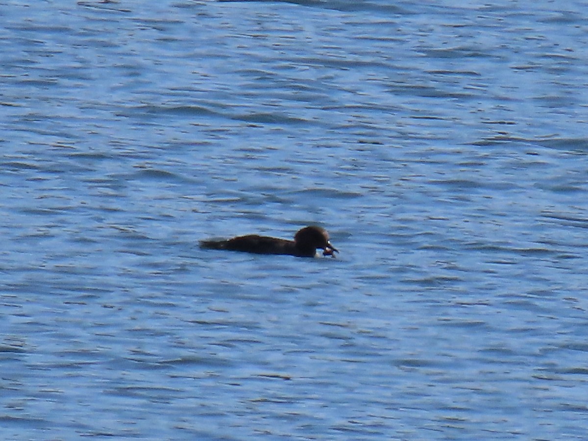 Hooded Merganser - ML642916469