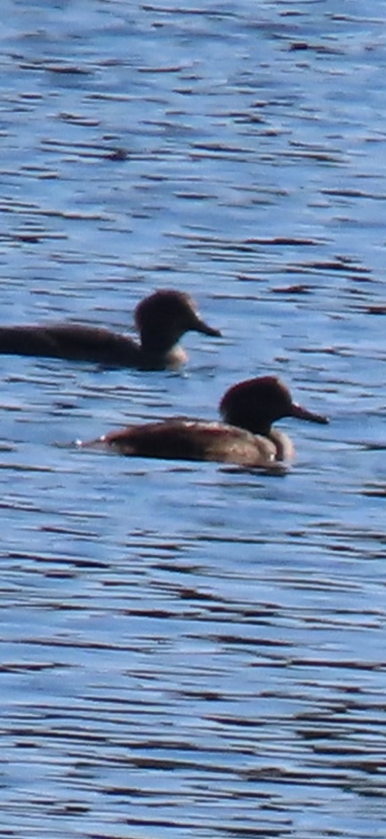 Hooded Merganser - ML642916470