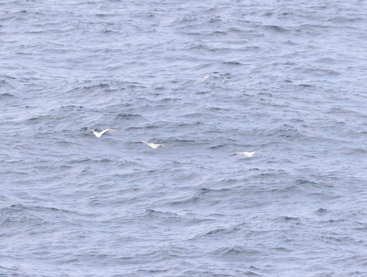 Cape Gannet - ML642916483