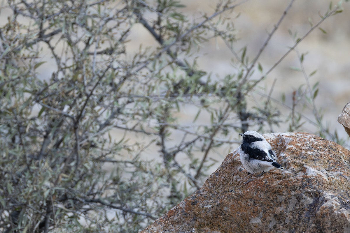 Finsch's Wheatear - ML642916488