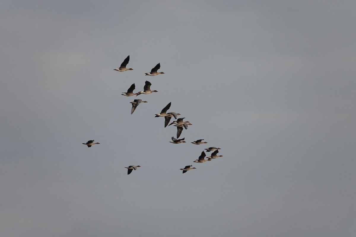 Tundrasaatgans - ML642916494
