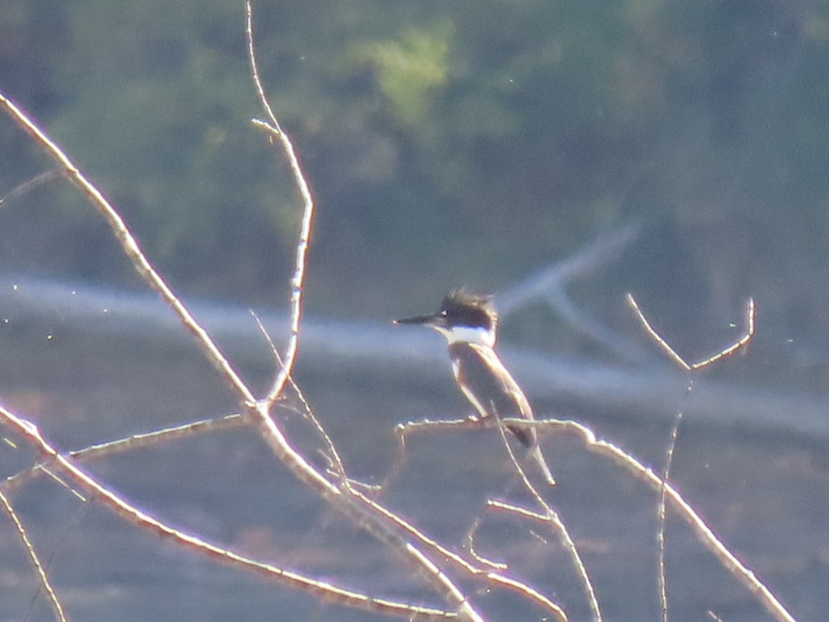 Belted Kingfisher - ML642916506