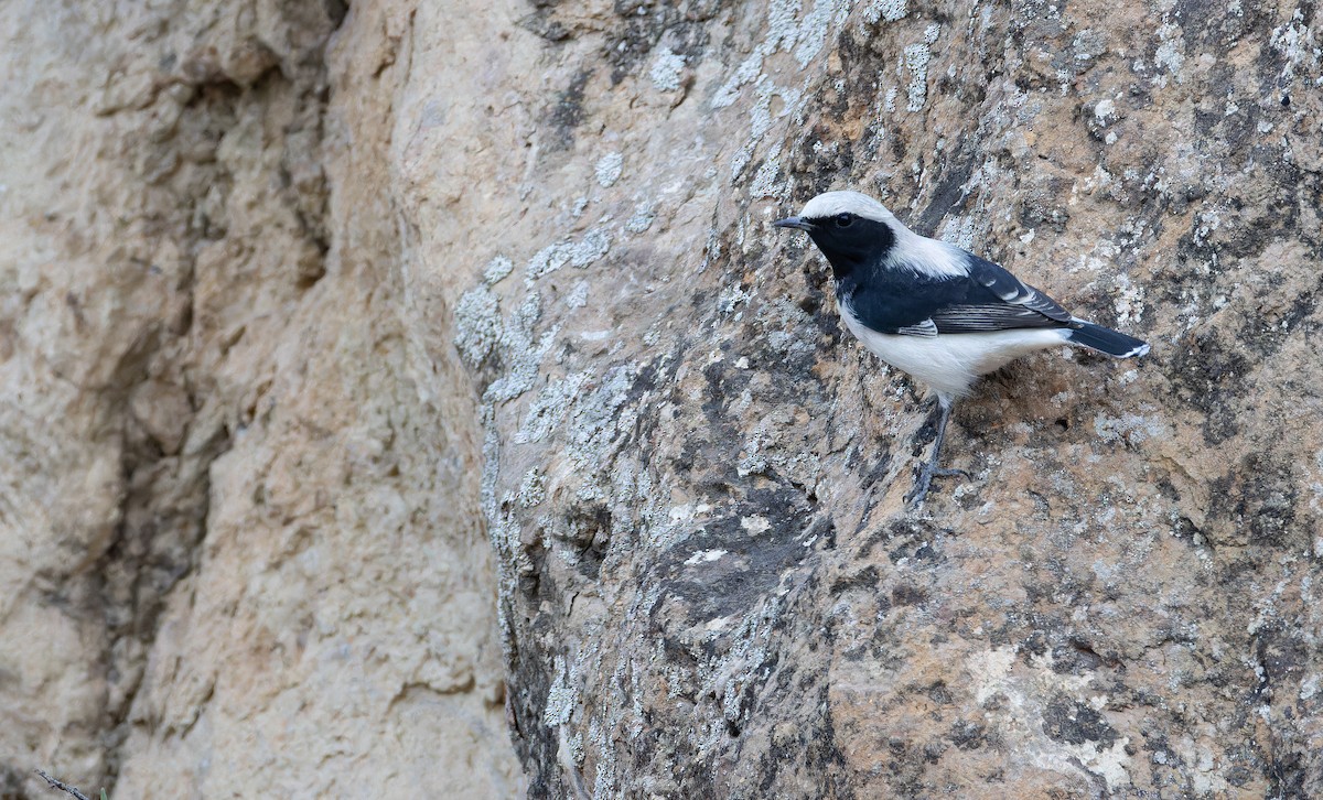 Finsch's Wheatear - ML642916513