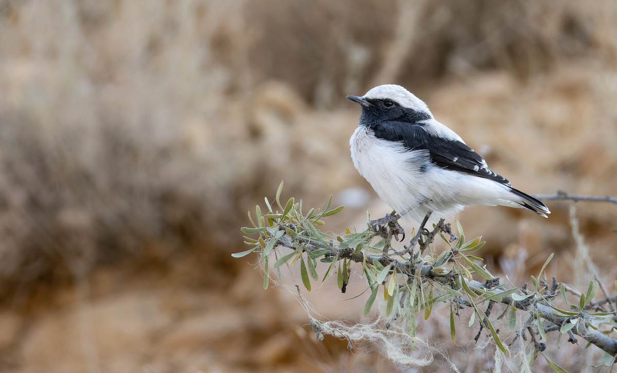 Finsch's Wheatear - ML642916527
