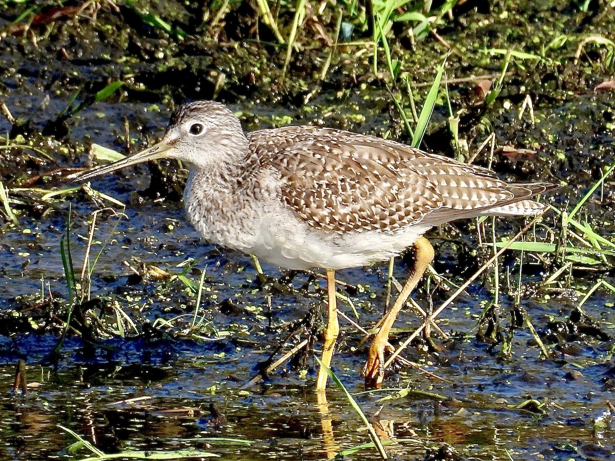 Greater Yellowlegs - ML642916540