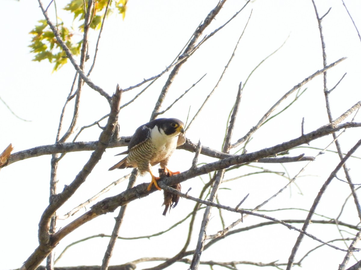 Peregrine Falcon - ML642916545