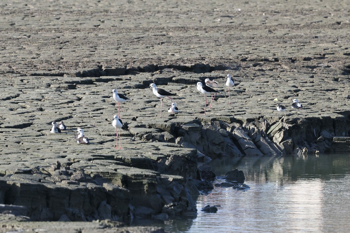 高蹺鴴 - ML642916547