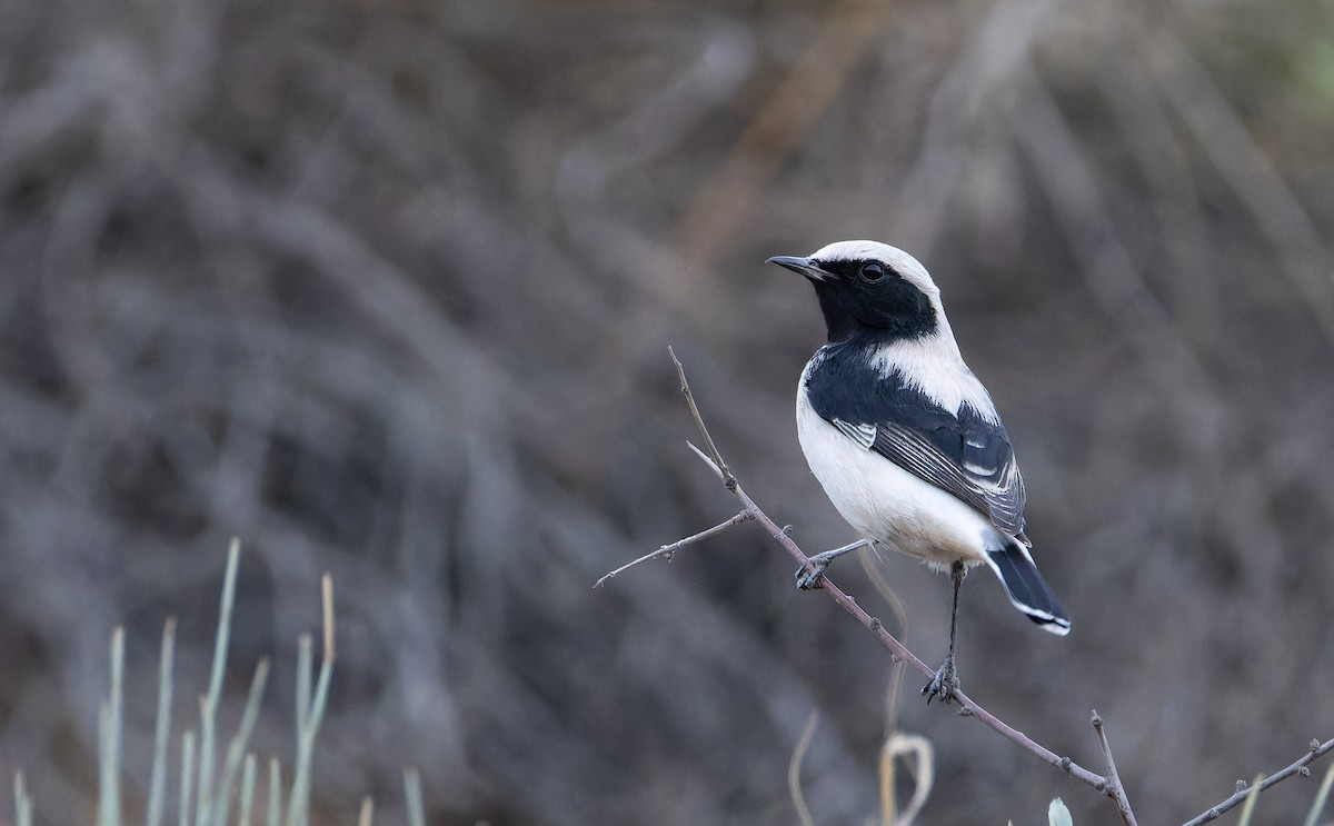 Finsch's Wheatear - ML642916548
