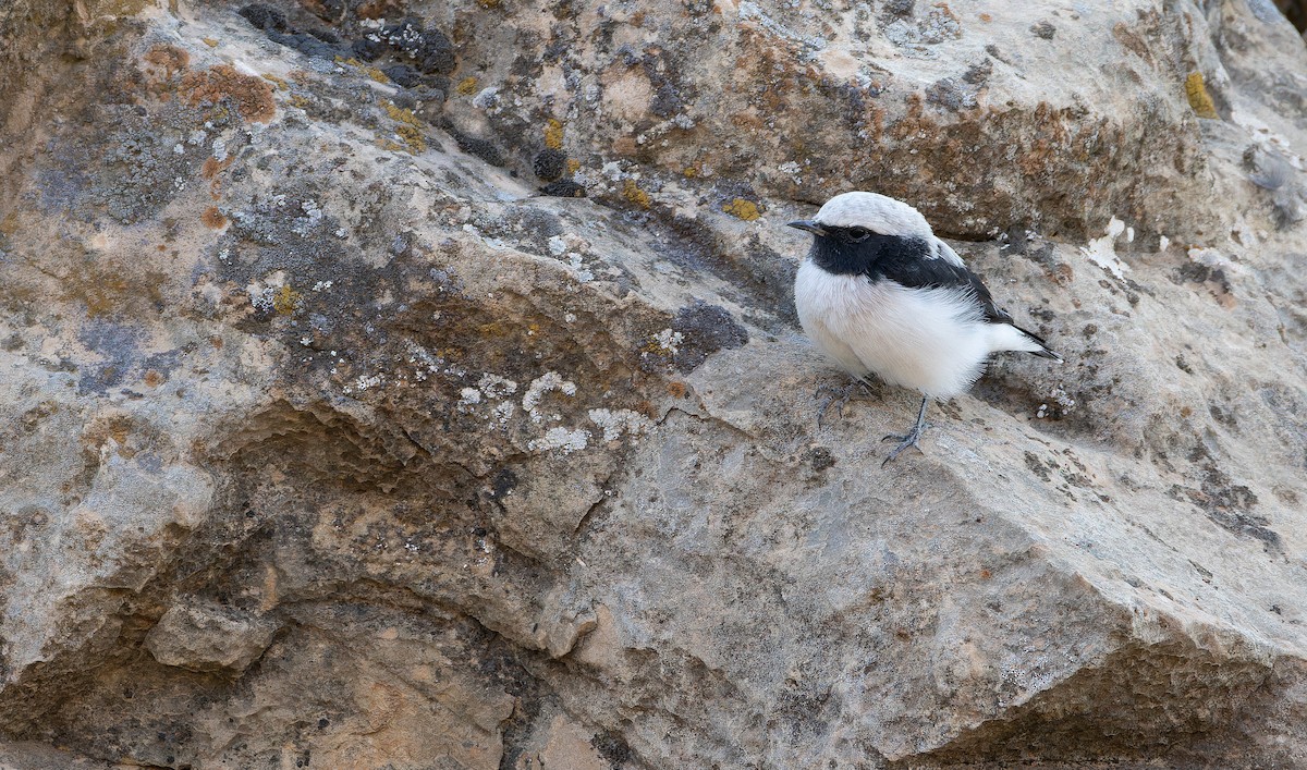 Finsch's Wheatear - ML642916568