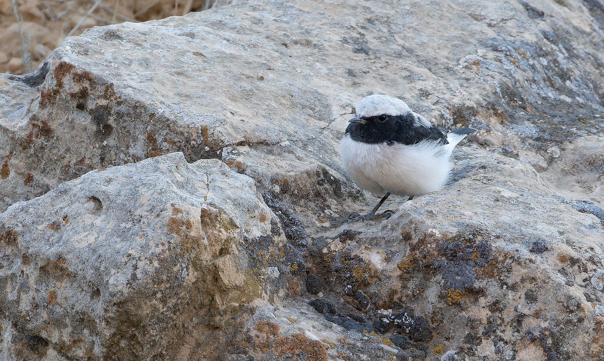 Finsch's Wheatear - ML642916574