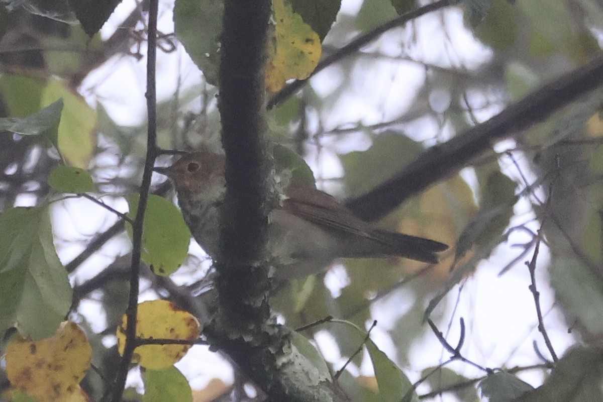 Swainson's Thrush - ML642916592