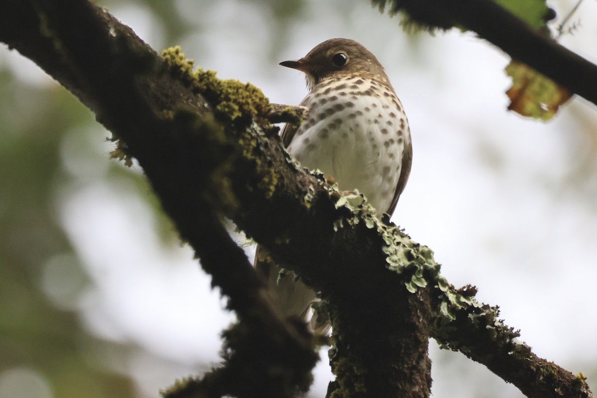 Swainson's Thrush - ML642916593