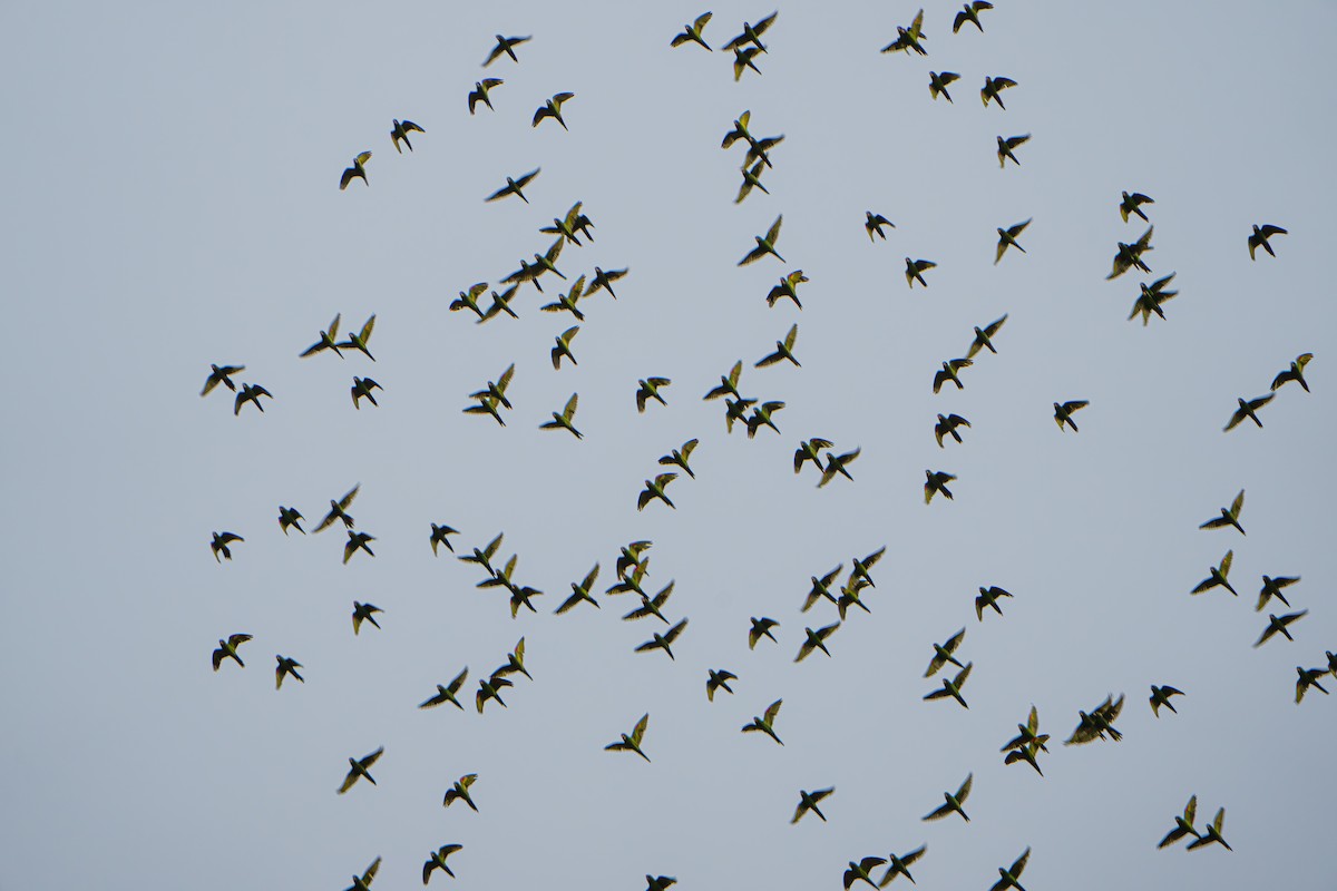 Crimson-fronted Parakeet - ML642916599