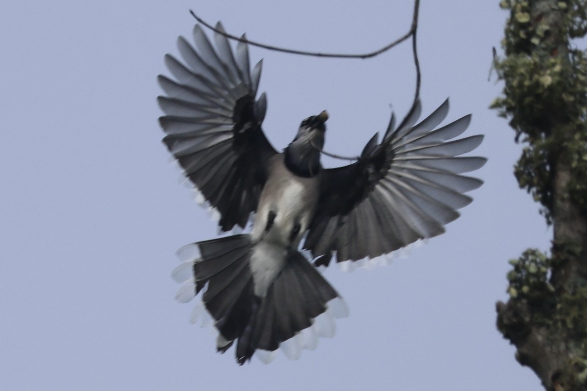 Blue Jay - ML642916614
