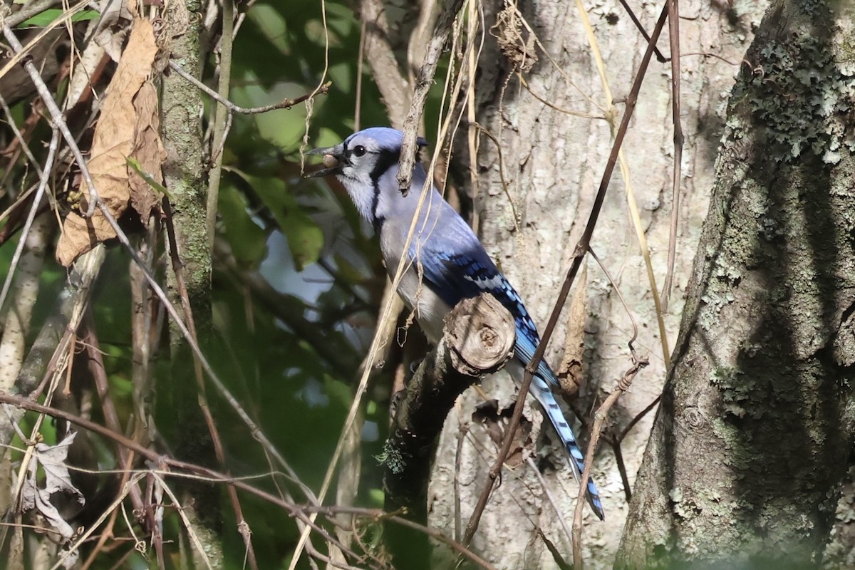 Blue Jay - ML642916615