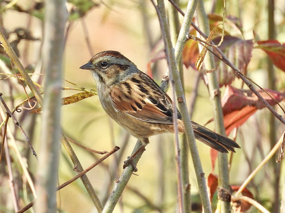 Swamp Sparrow - ML642916617