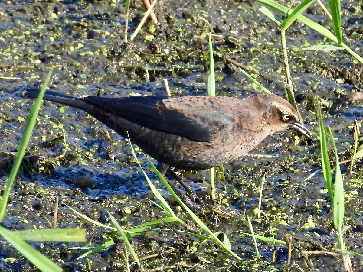 Rusty Blackbird - ML642916631