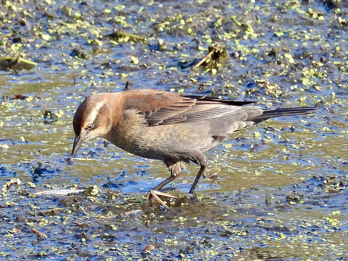 Rusty Blackbird - ML642916632