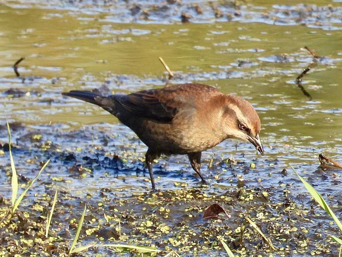 Rusty Blackbird - ML642916633