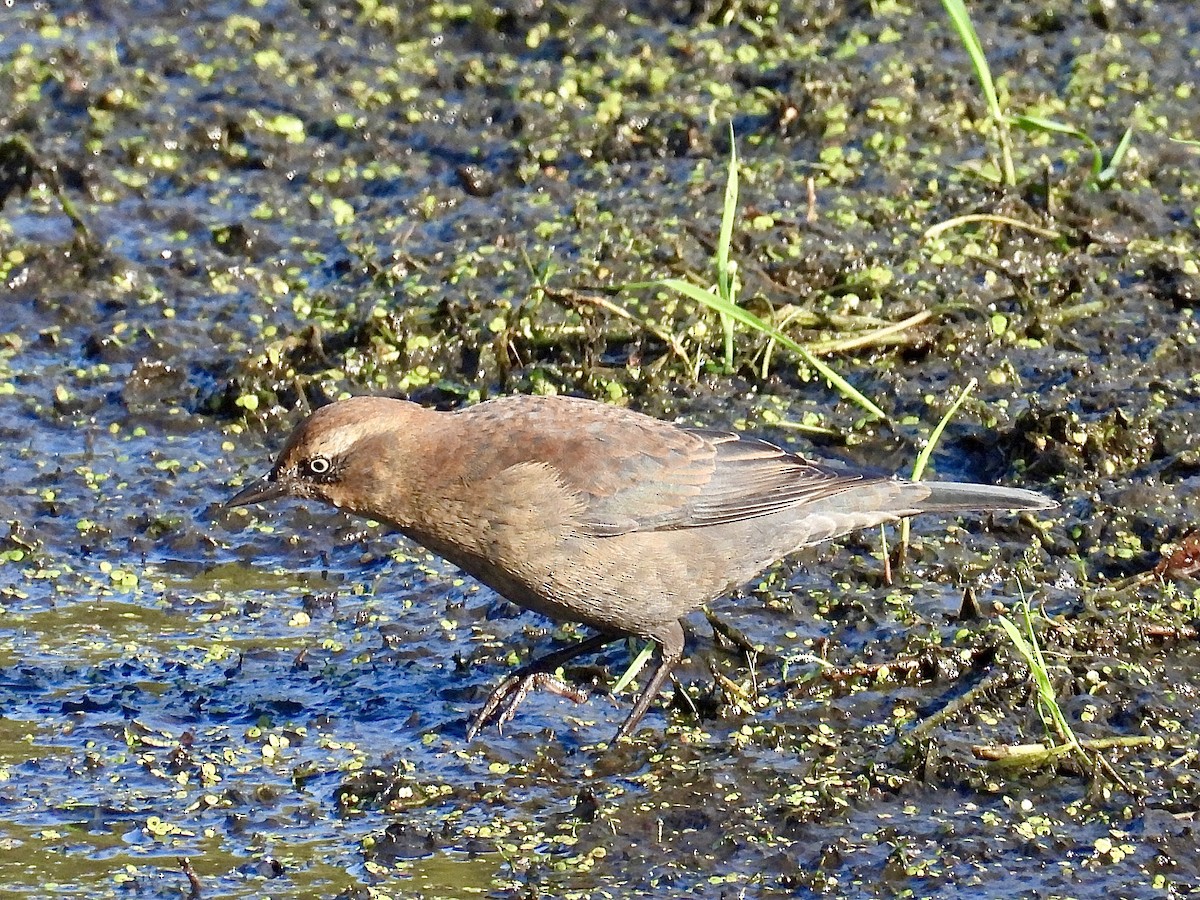 Rusty Blackbird - ML642916634
