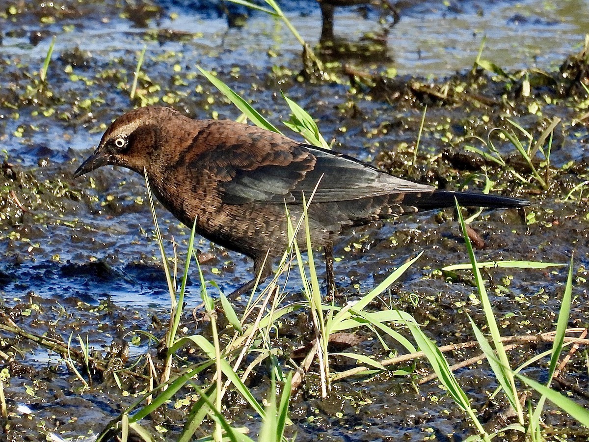 Rusty Blackbird - ML642916635