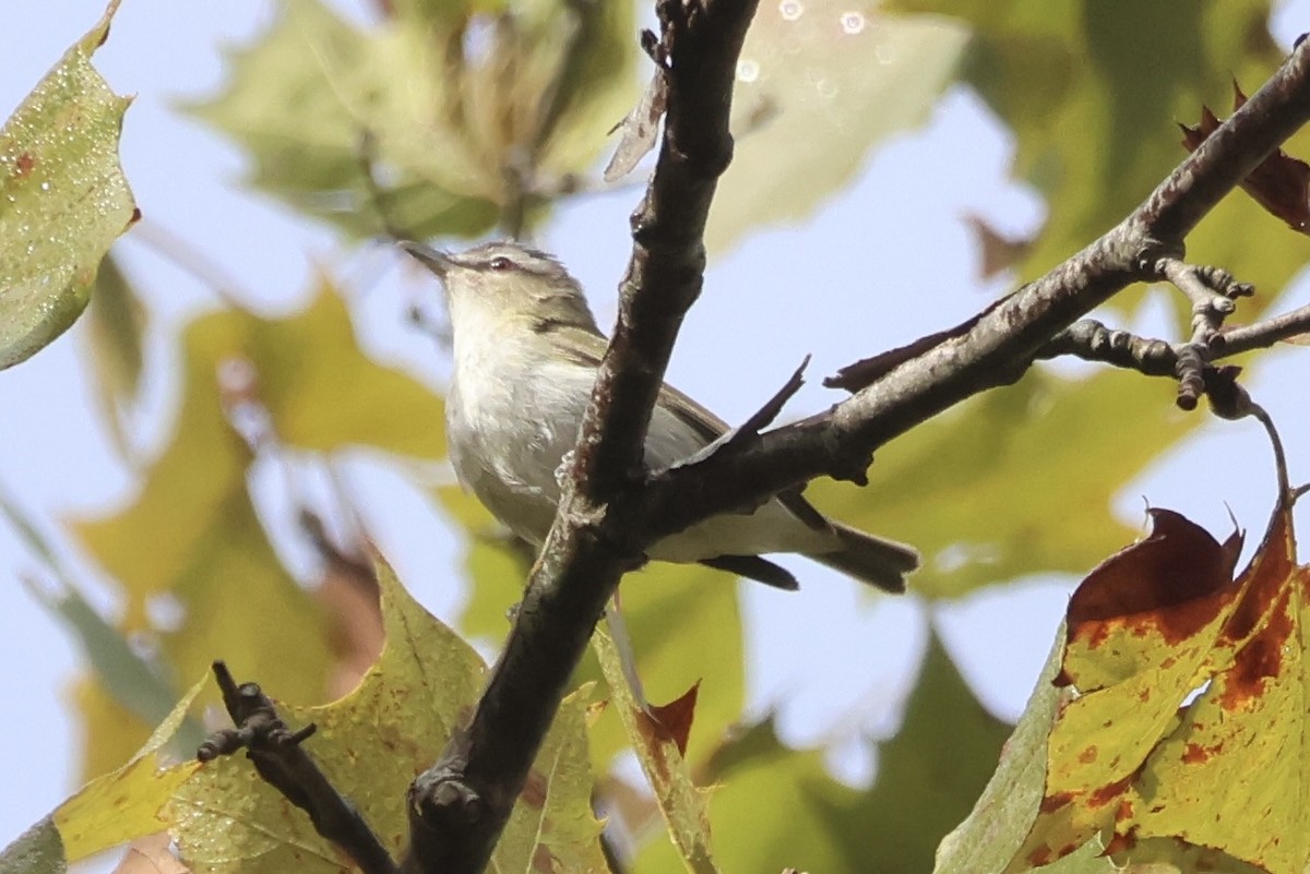 rødøyevireo - ML642916650