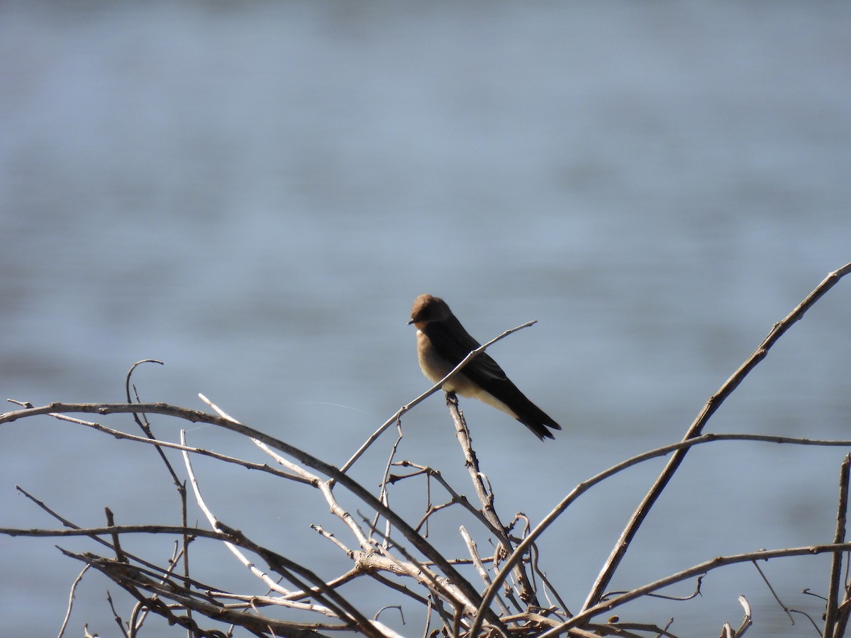 Southern Rough-winged Swallow - ML642916651