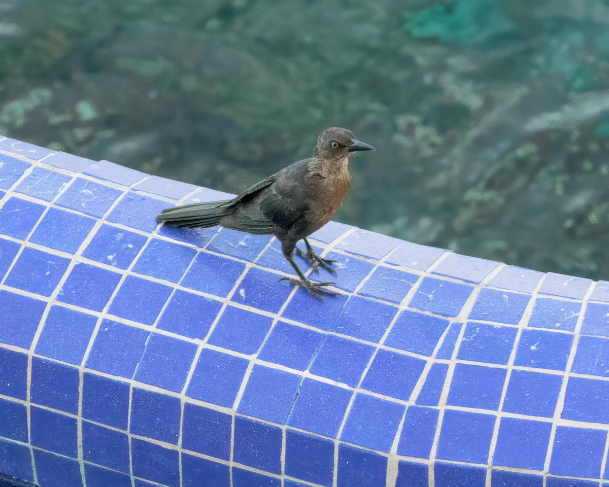 Great-tailed Grackle - ML642916653