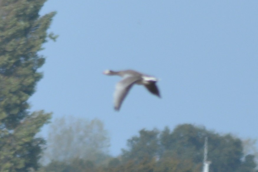 Graylag x Canada Goose (hybrid) - ML642916657