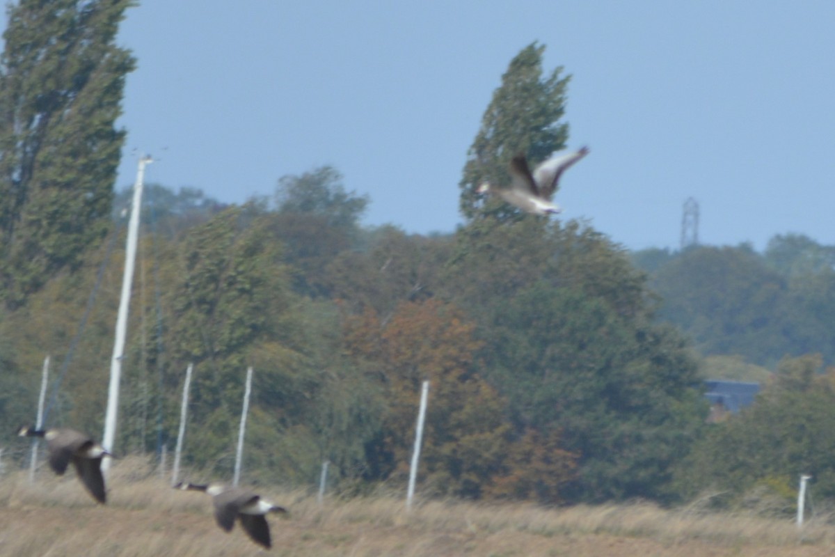 Graylag x Canada Goose (hybrid) - ML642916658