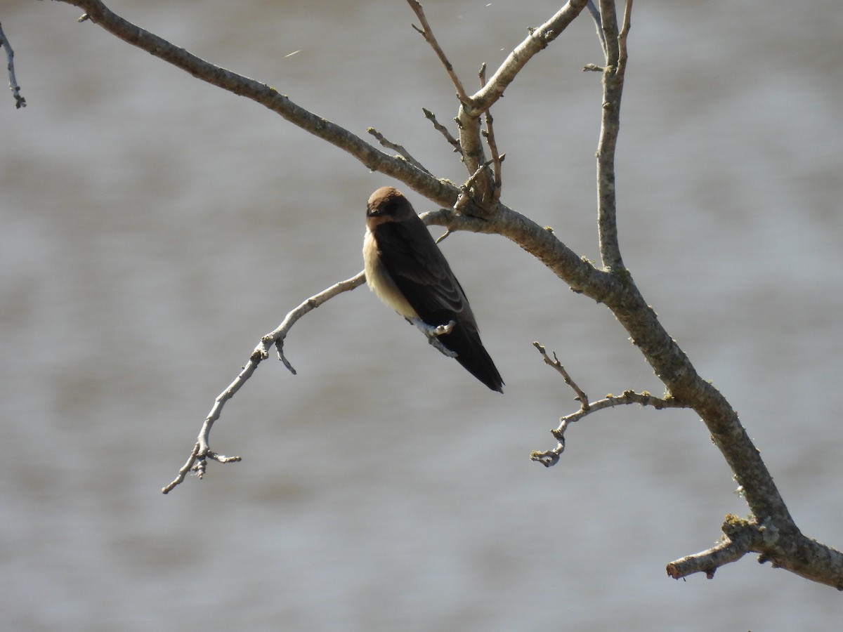 Southern Rough-winged Swallow - ML642916667
