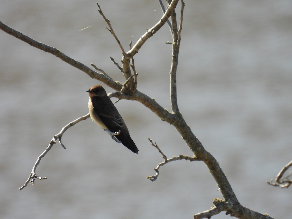 Southern Rough-winged Swallow - ML642916668