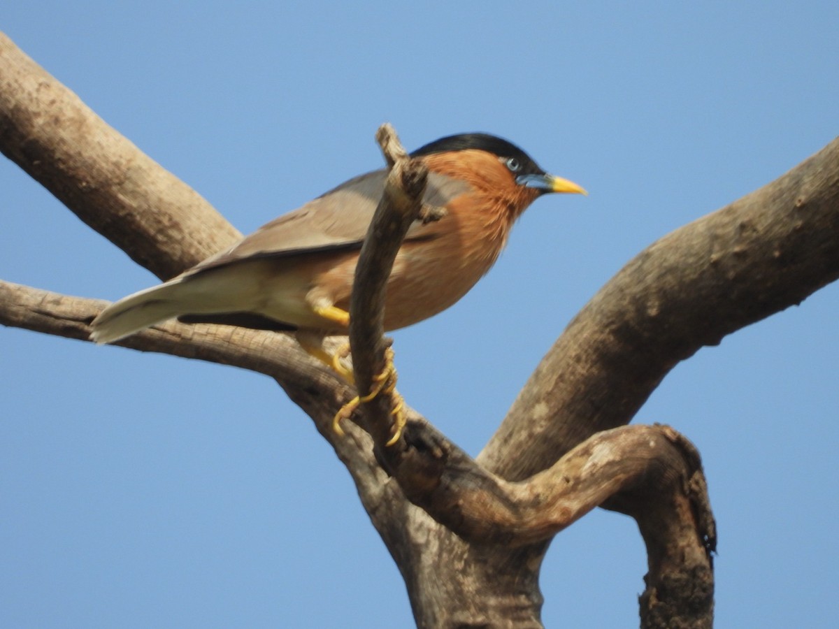 Brahminy Starling - ML642916678