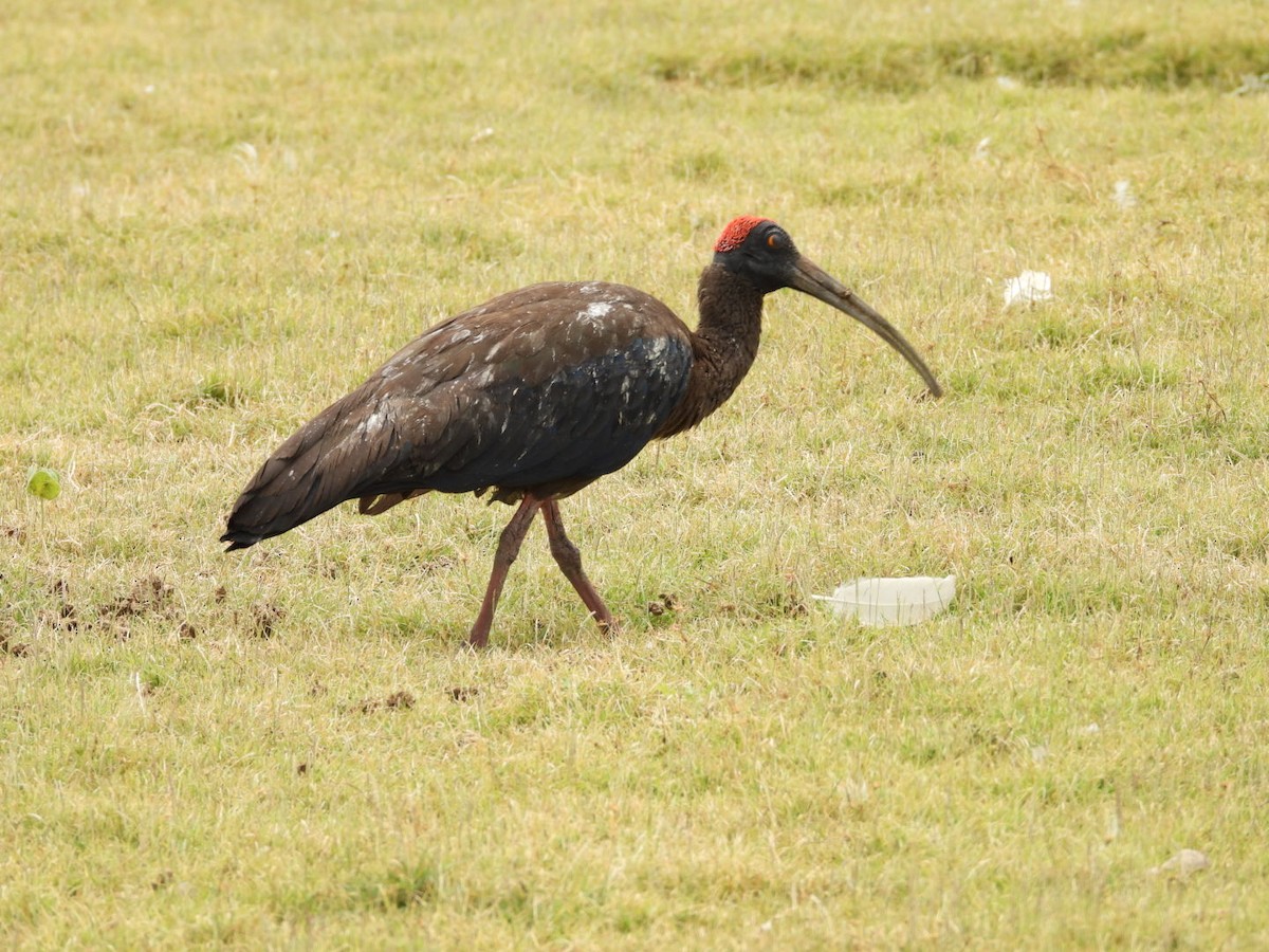 Red-naped Ibis - ML642916679