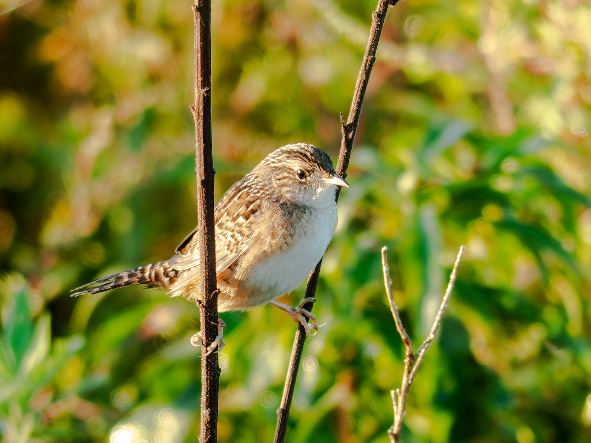 Sedge Wren - ML642916700