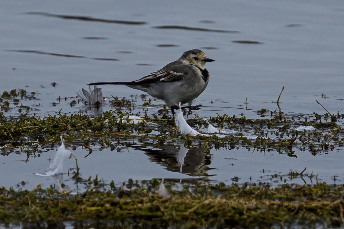 White Wagtail - ML642916708