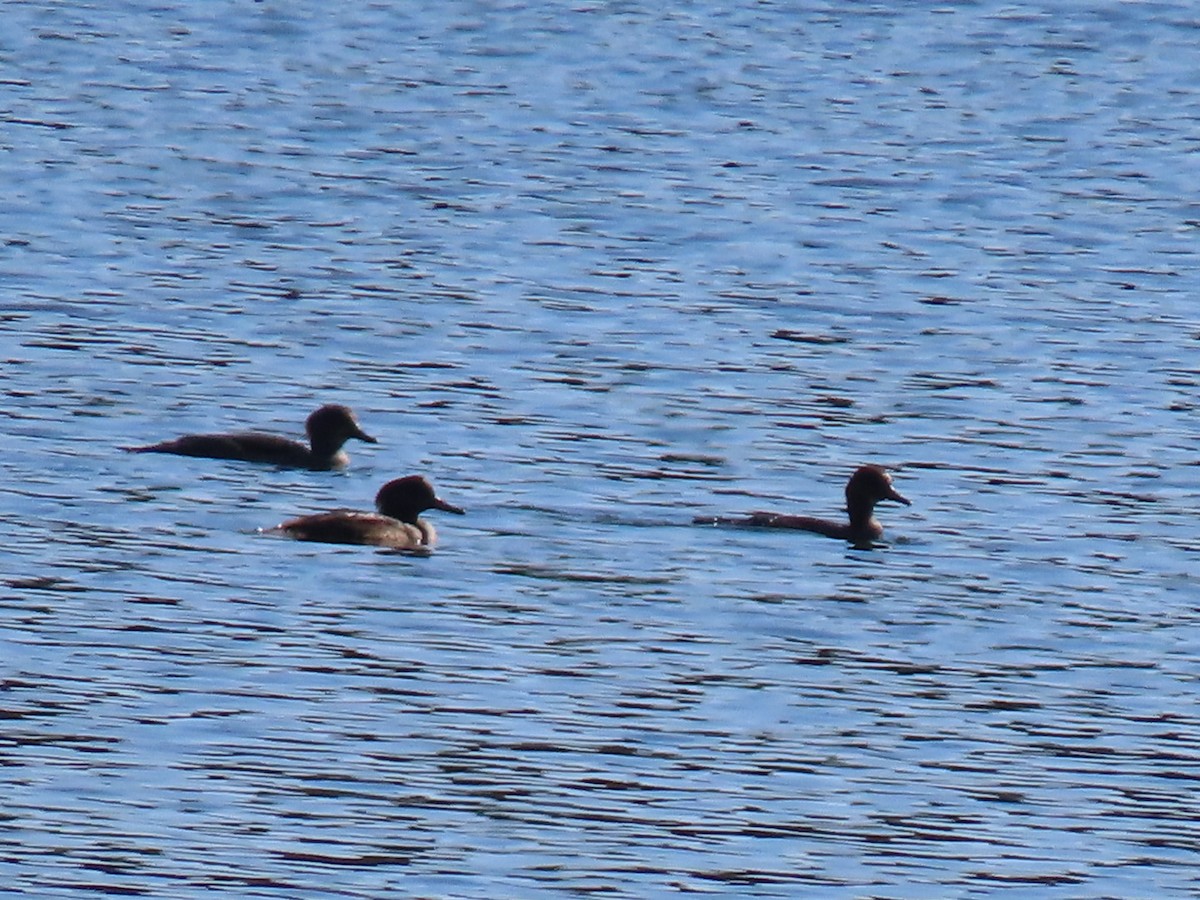 Hooded Merganser - ML642916710