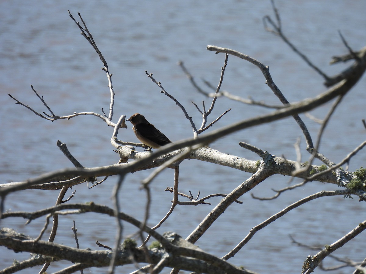 Southern Rough-winged Swallow - ML642916714
