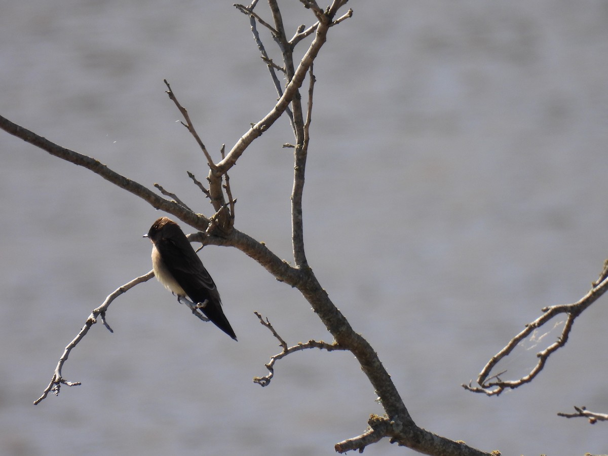 Southern Rough-winged Swallow - ML642916715