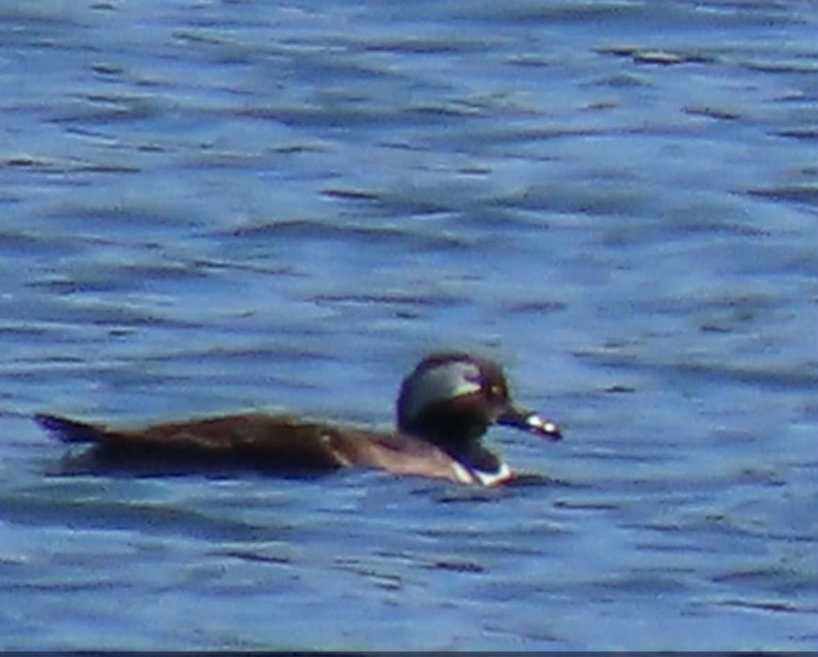 duck sp. - ML642916717
