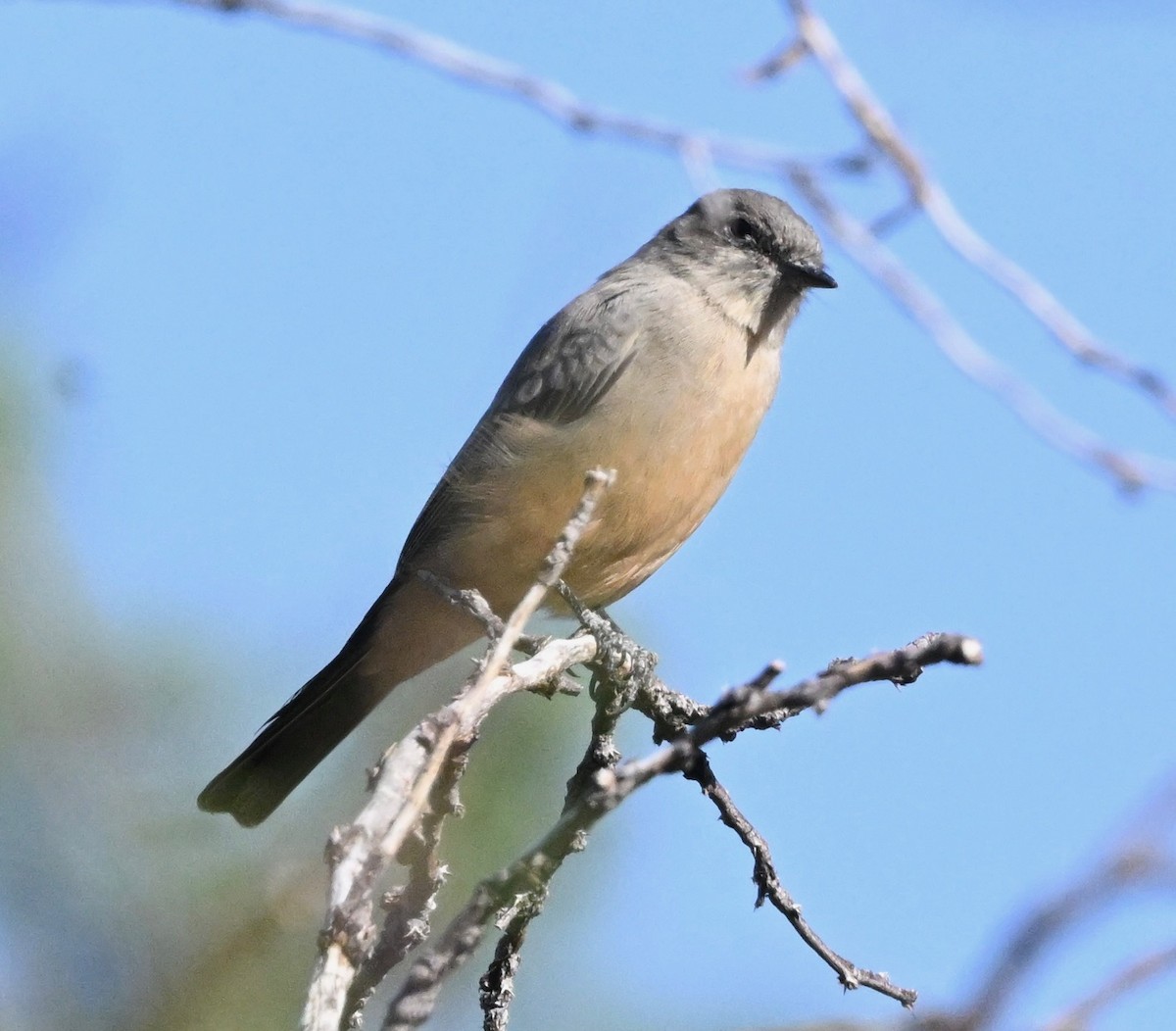Say's Phoebe - ML642916735