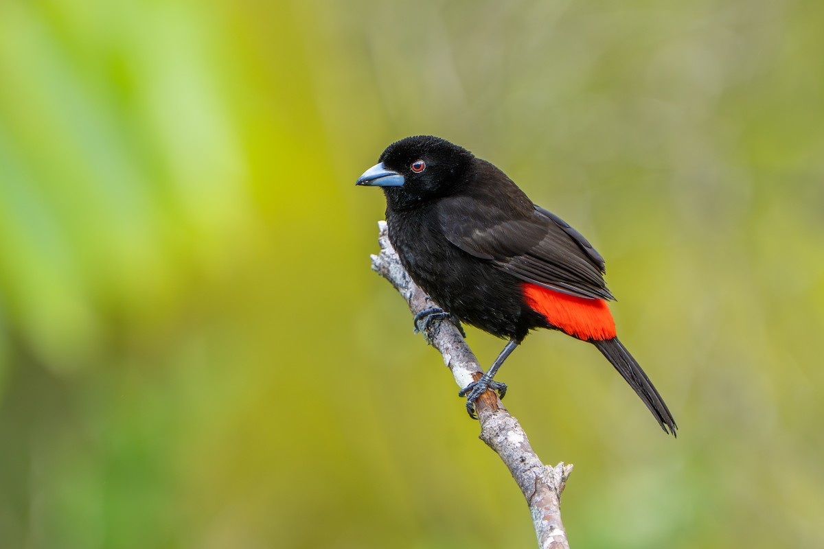 Scarlet-rumped Tanager - ML642916736