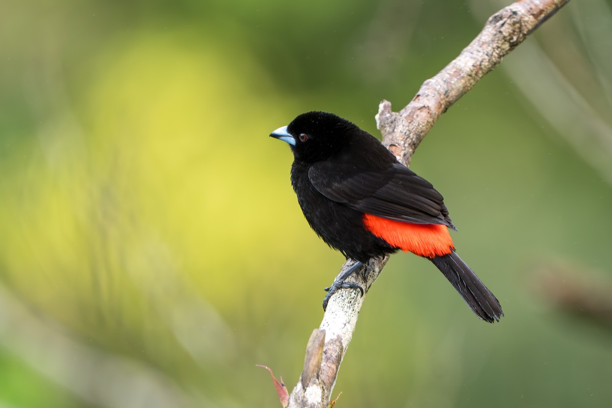 Scarlet-rumped Tanager - ML642916739