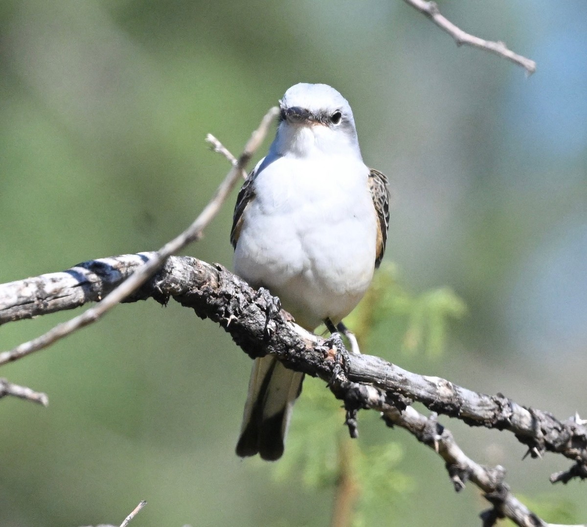 Scissor-tailed Flycatcher - ML642916745
