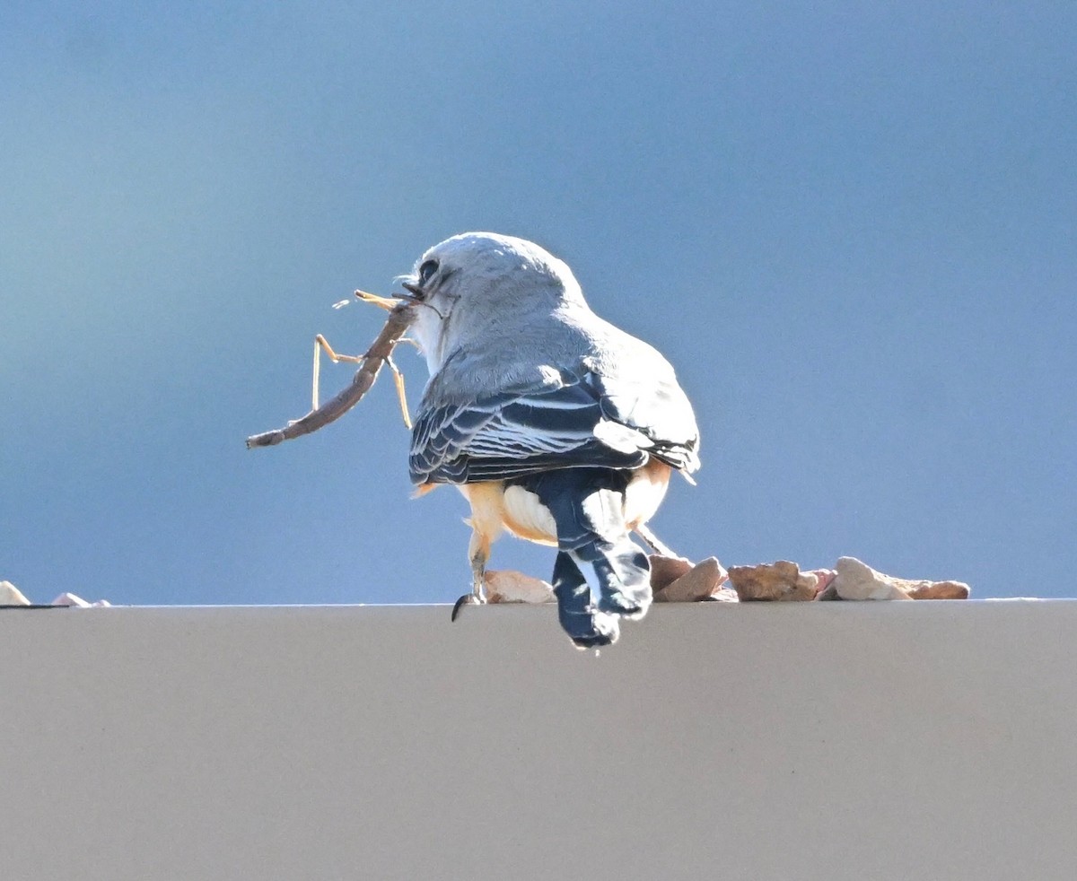 Scissor-tailed Flycatcher - ML642916746