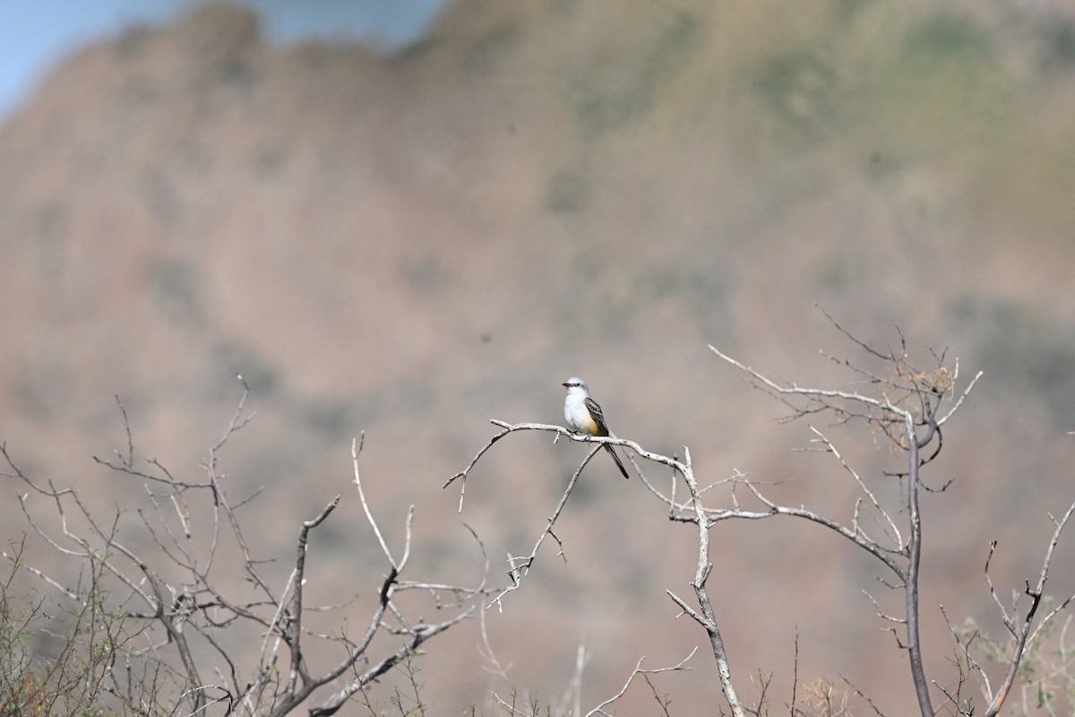 Scissor-tailed Flycatcher - ML642916747