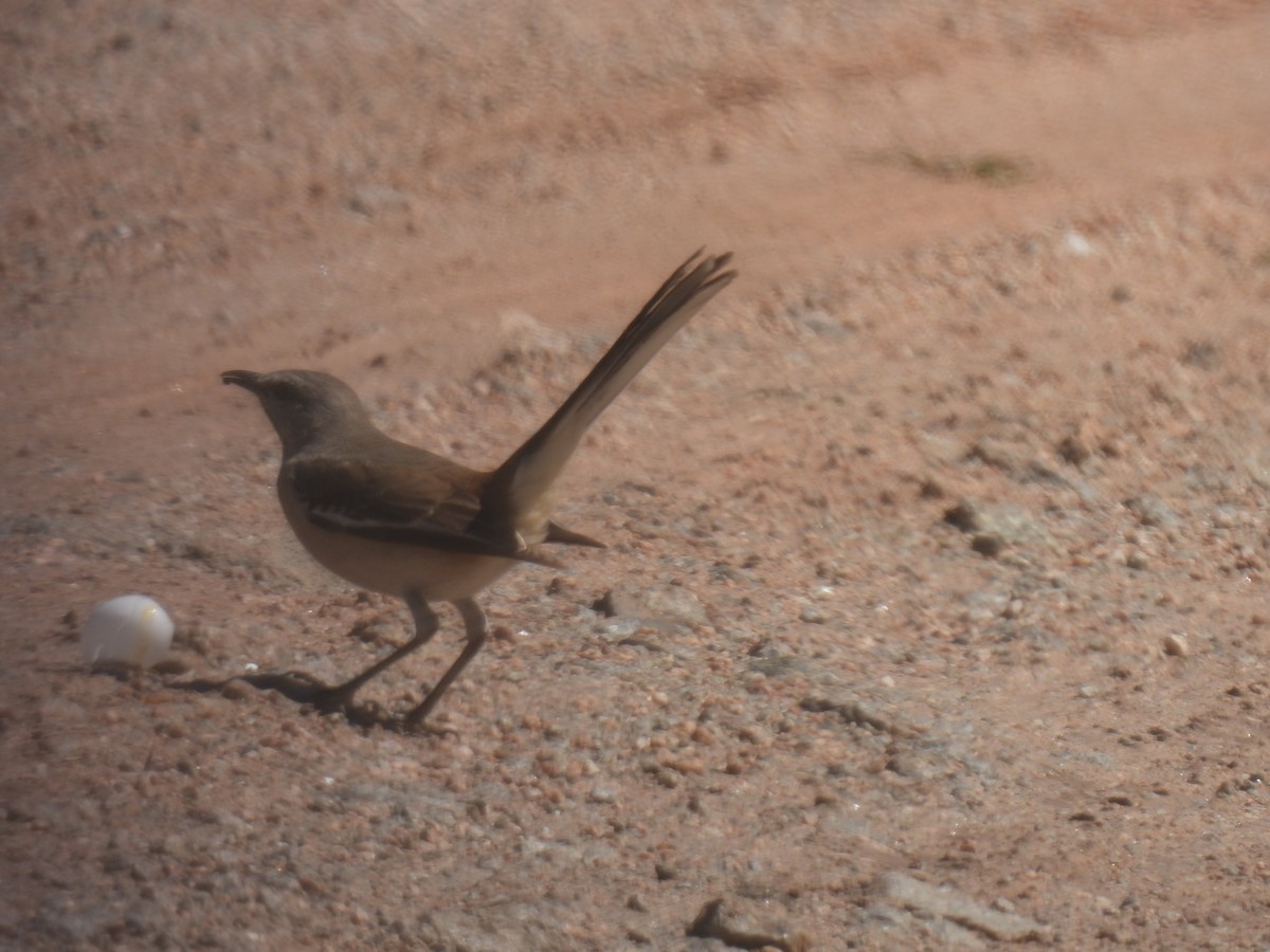 White-banded Mockingbird - ML642916760