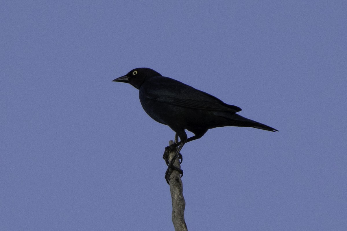 Brewer's Blackbird - ML642916766