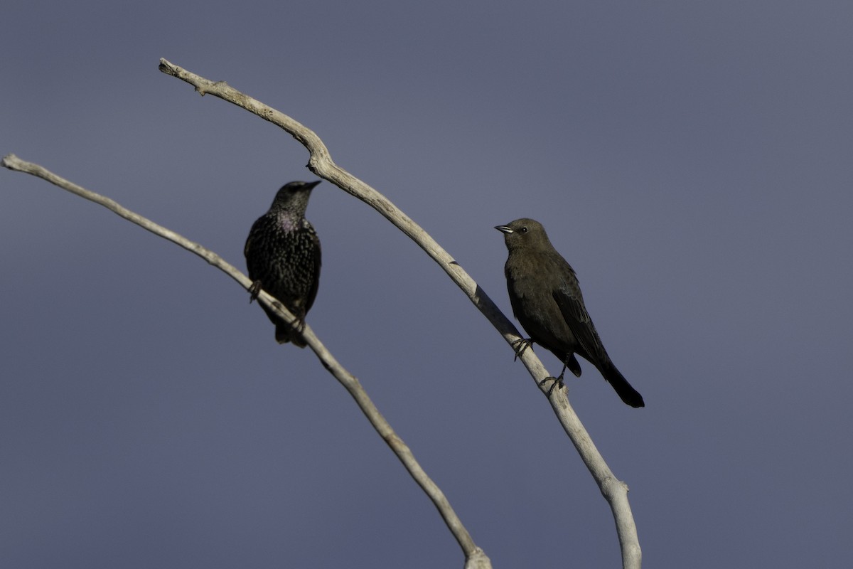 Brewer's Blackbird - ML642916768
